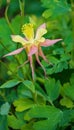 GrannyÃ¢â¬â¢s Bonnet Ã¢â¬â Aquilegia vulgaris Royalty Free Stock Photo